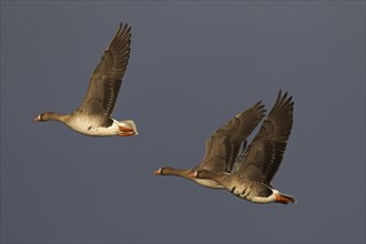 Three Greater white-fronted geese