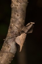 Shield mantis camouflaged