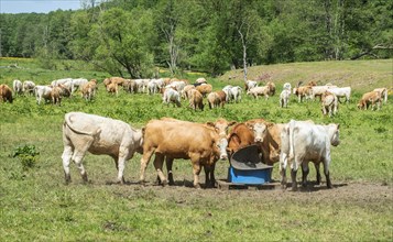 Cattle on pasture in Fyledalen