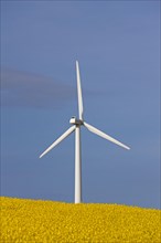 Windturbine in rapeseed field