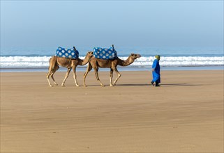 Two camels on sandy beach at Taghazout