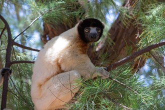 Male crowned sifaka