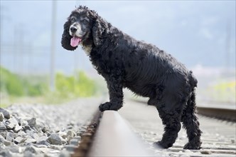 Black cocker spaniel standing on the railroad tracks