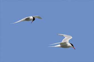 Two common terns