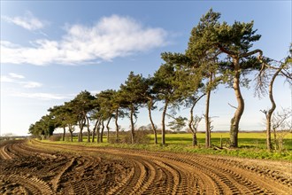 A line of Scots pine trees marking a field boundary in the countryside