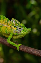 Rediscovered male voeltzkow's chameleon