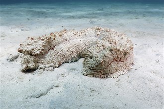 Giant sea cucumber