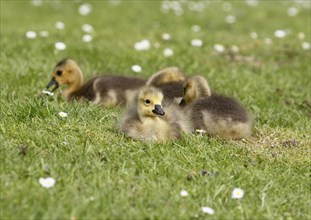 Chicks of Canada geese