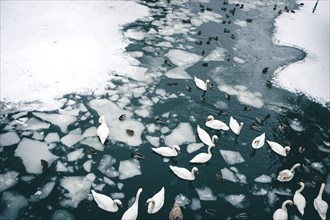 Swans and ducks swimming between ice floes in the Landwehrkanal in Berlin. 09.02.2021.