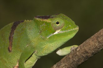 Close-up of a Timos chameleon