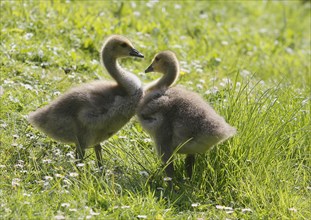 Two chicks of Canada geese