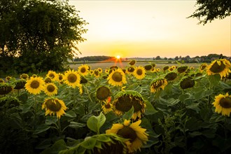 Sunflower field with evening sun in Brandenburg.