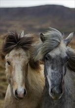 Two young Icelandic horses