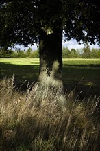 The trunk of an oak tree is illuminated by the sun in a meadow near Burg in the Spreewald. Schmogrow