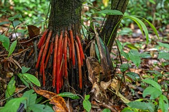 Red aerial roots of the acai palm tree
