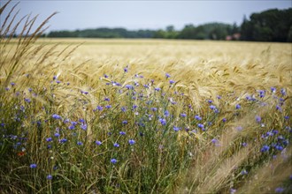 Cornflowers stand at the edge of a barley field on the Ummanz peninsula on the island of Ruegen. Ummanz