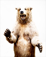 Grizzly Bear on White Background