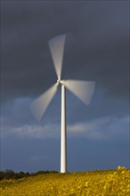 Windturbine in rapeseed field