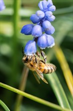 Honey bee on purple hyacinth