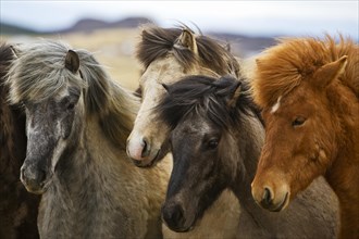 Four young Icelandic horses