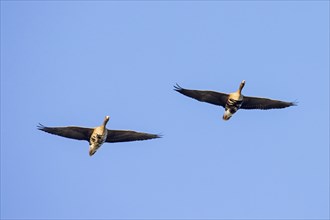 Two greater white-fronted geese