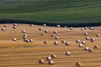Aerial view of wheat and maize fields in Pfaffendorf in Saxony