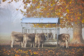 Cows eating under a tree with autumn leaves