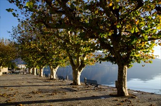 Benches and Trees close to an Alpine Lake Maggiore in Ascona