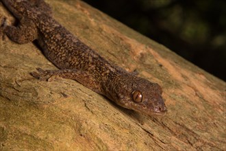 Velvet gecko