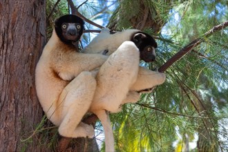 Two crowned sifaka