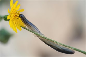 Centipede on yellow flower