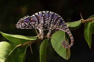 Rediscovered female voeltzkow's chameleon