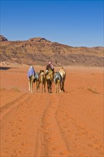 Bedouins with camels in desert