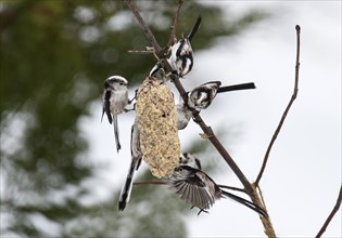Group of Long-long-tailed tits
