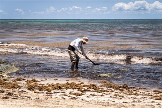 Mexican worker picking seaweed from
