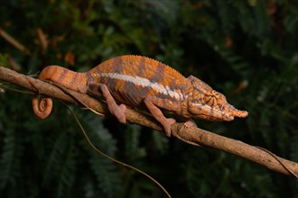 Male Angels chameleon