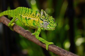 Rediscovered male voeltzkow's chameleon