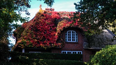 A thatched house with autumn coloured foliage on the island of Sylt