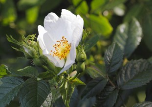 White blossom of dog rose
