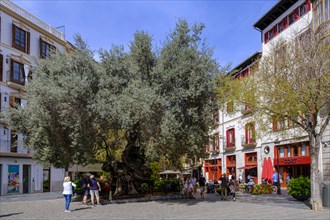 Olive tree at Placa de Cort