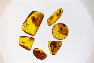 Amber with insect inclusions in the castle of Count Tiszkiewicz