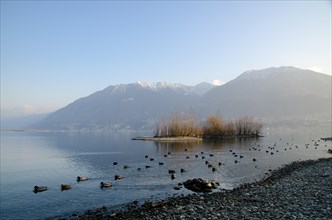 Alpine Lake Maggiore with ducks and island and snow-capped mountain in Locarno