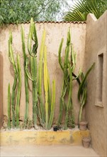 Cacti plants in garden