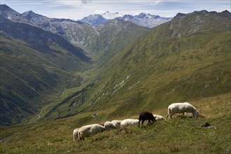 Sheep on the summit of the Weisseck