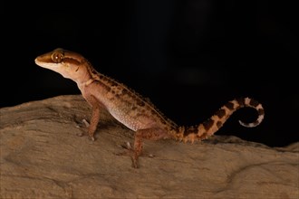 Stumpff's ground gecko