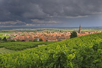 Thunderstorm approaching vineyards and view over the village Dambach-la-Ville