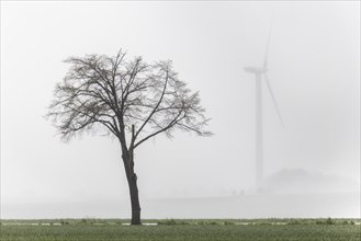 Trees along a country road stand out in front of wind turbines in Vierkirchen