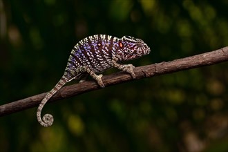 Rediscovered female voeltzkow's chameleon