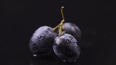 Close-up of three berries of dark grapes with drops of water