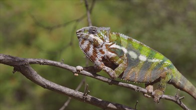 Bright Panther chameleon